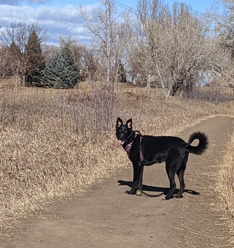 Kodiak, a German Shepherd Dog and Great Pyrenees mix tested with EmbarkVet.com