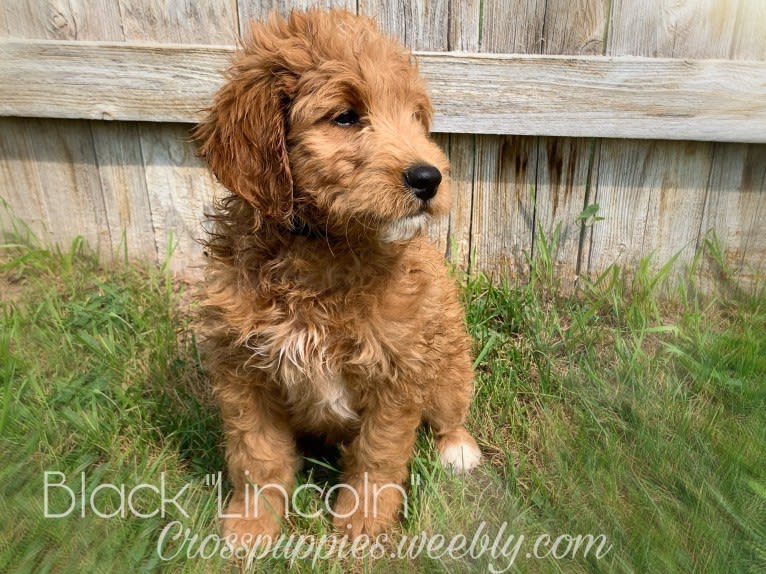 Black Collar, a Goldendoodle tested with EmbarkVet.com