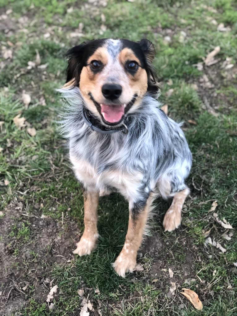 Banjo, an Australian Cattle Dog and Cocker Spaniel mix tested with EmbarkVet.com