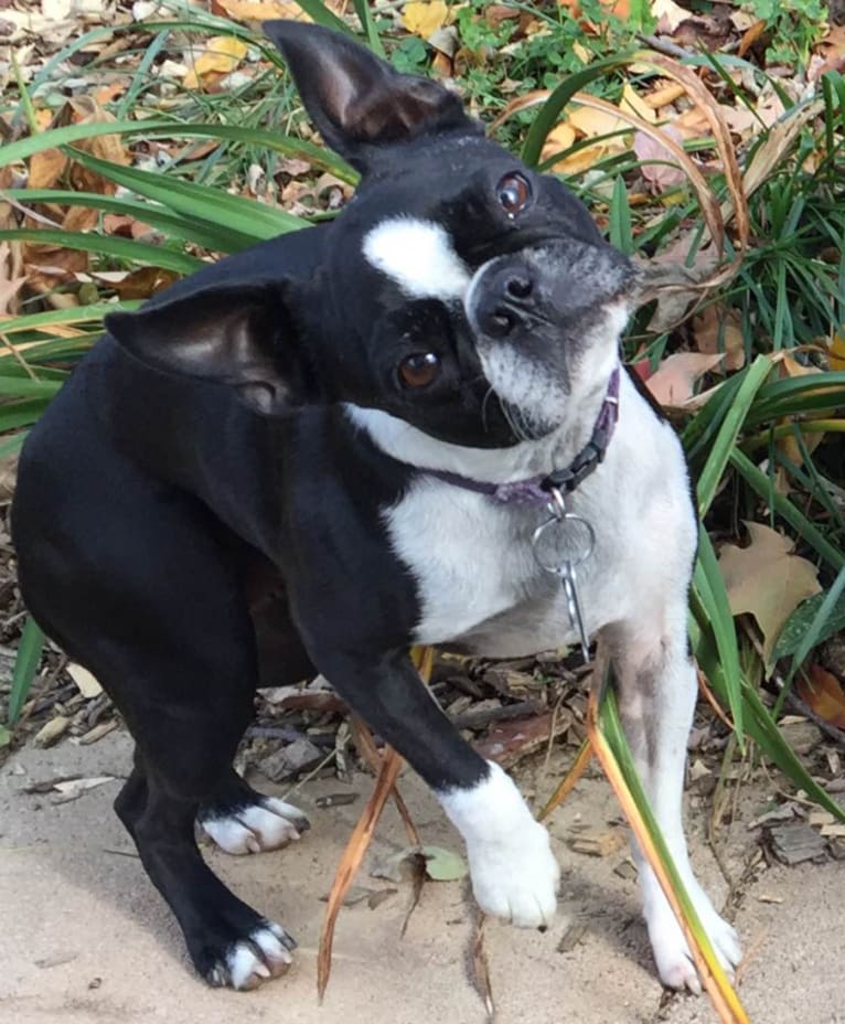Mischief, a Boston Terrier tested with EmbarkVet.com