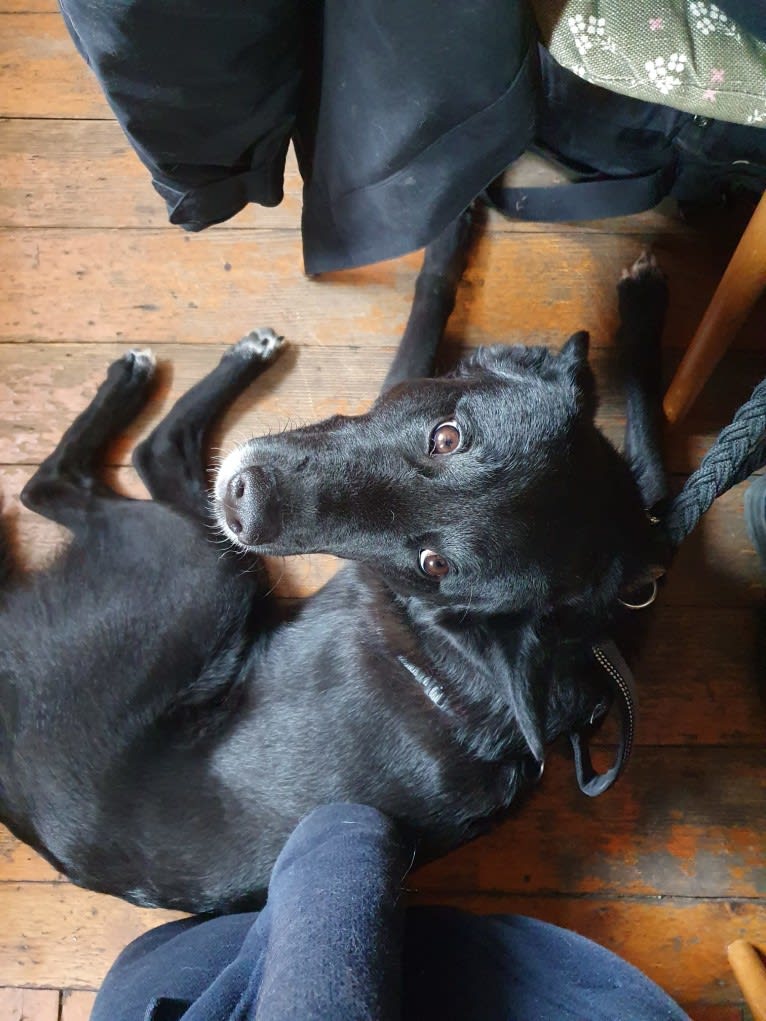 Chesley, a Canaan Dog tested with EmbarkVet.com