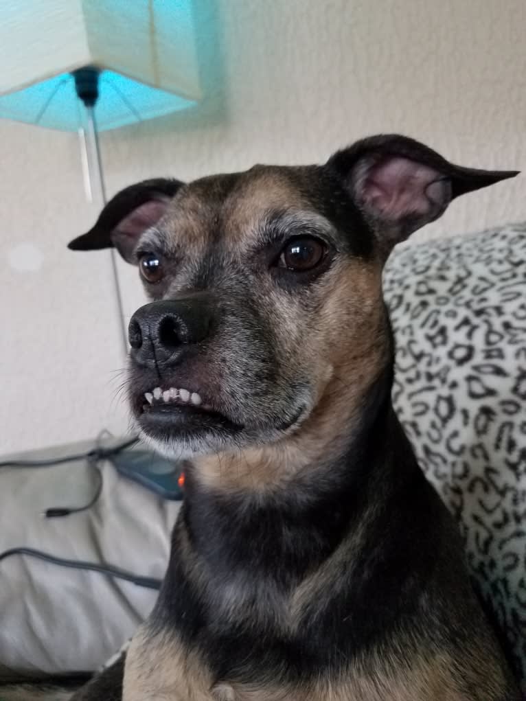 Gremlin, an American Pit Bull Terrier and American Bulldog mix tested with EmbarkVet.com