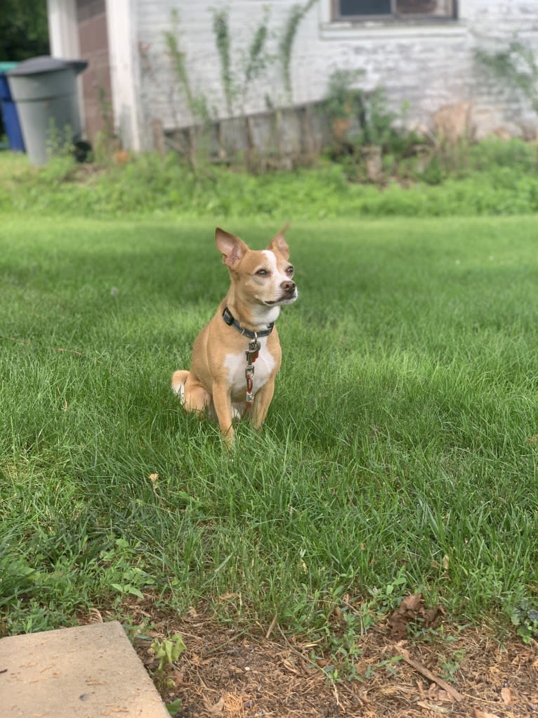 Milo, a Chihuahua and Russell-type Terrier mix tested with EmbarkVet.com