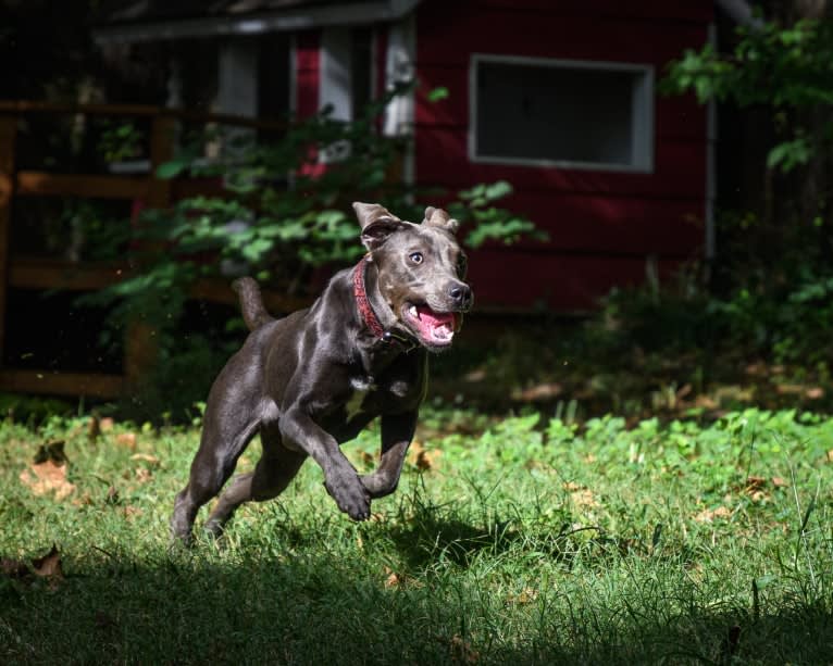 Sophie, a Labrador Retriever and American Pit Bull Terrier mix tested with EmbarkVet.com