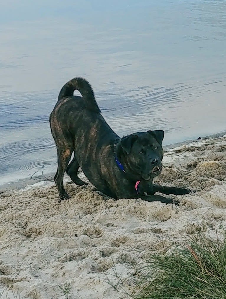 Whiskey Biscuit, a Chow Chow and Boxer mix tested with EmbarkVet.com