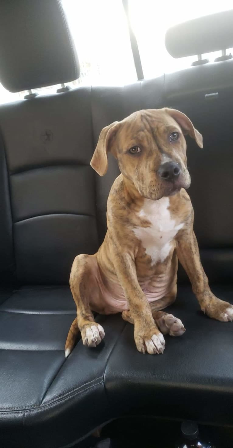 Hank, an American Pit Bull Terrier and American Bulldog mix tested with EmbarkVet.com