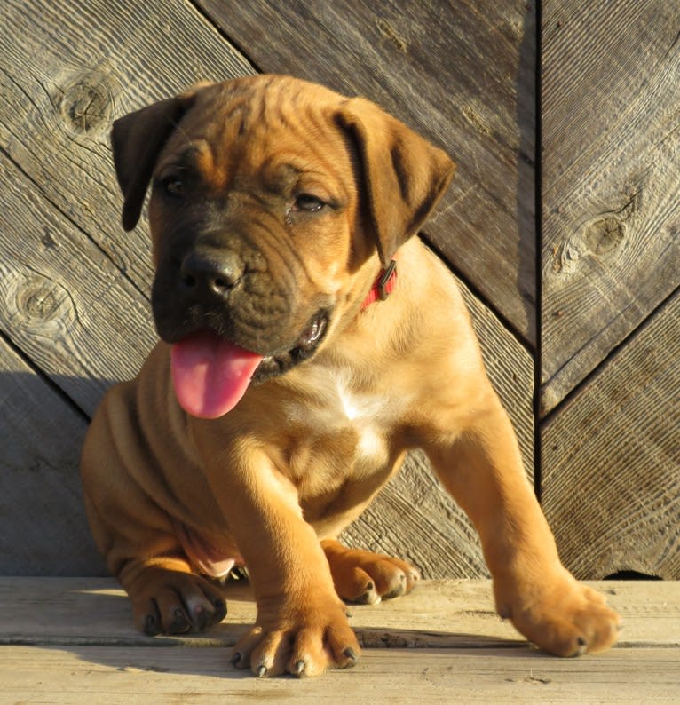 Clover K Asha, a Boerboel tested with EmbarkVet.com