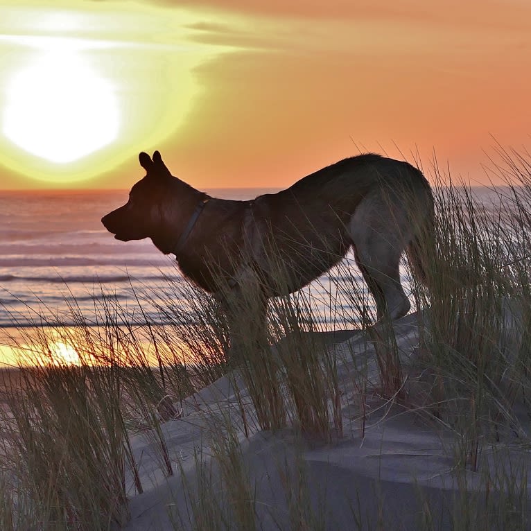 Kodiak, a Caucasian Ovcharka and German Shepherd Dog mix tested with EmbarkVet.com