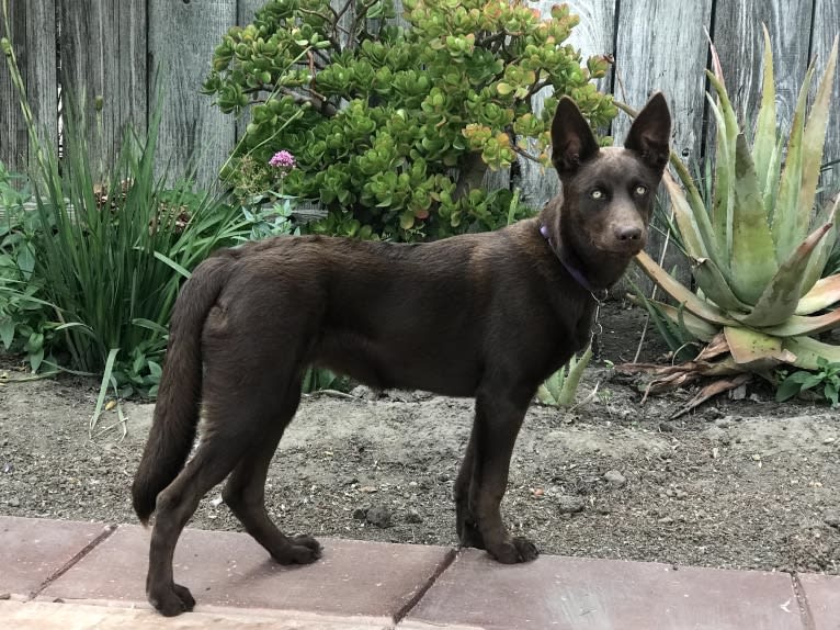 Hennessy, a Siberian Husky and Weimaraner mix tested with EmbarkVet.com