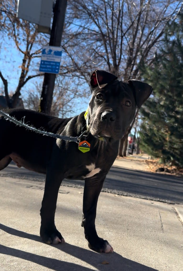 Bamm-Bamm, an American Pit Bull Terrier tested with EmbarkVet.com