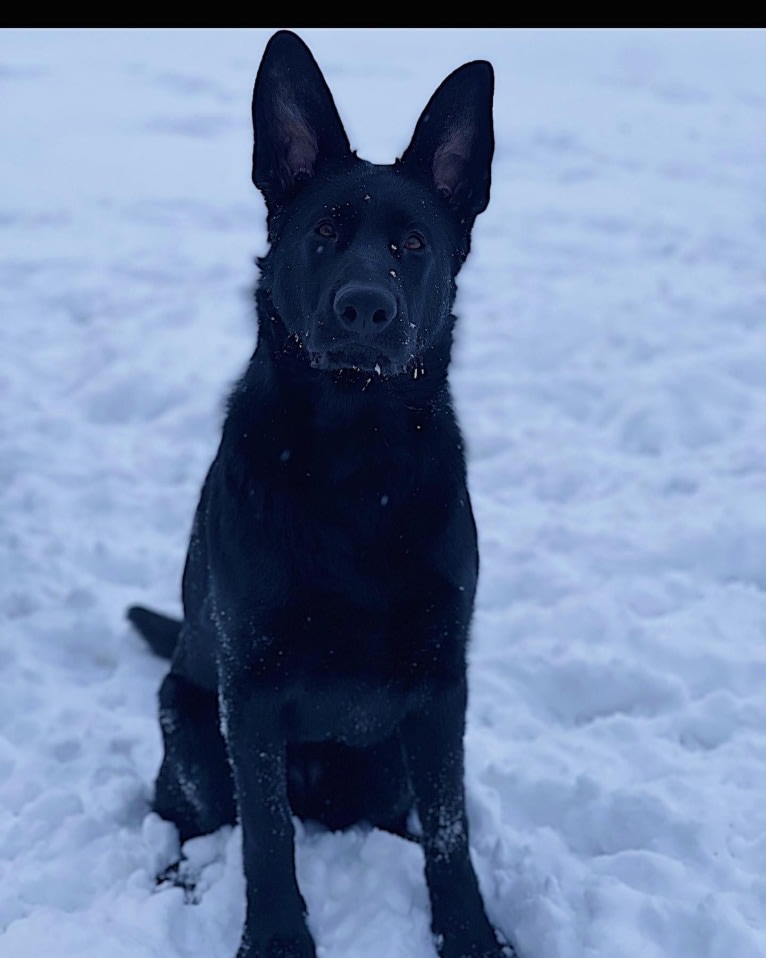 Ghost, a German Shepherd Dog tested with EmbarkVet.com