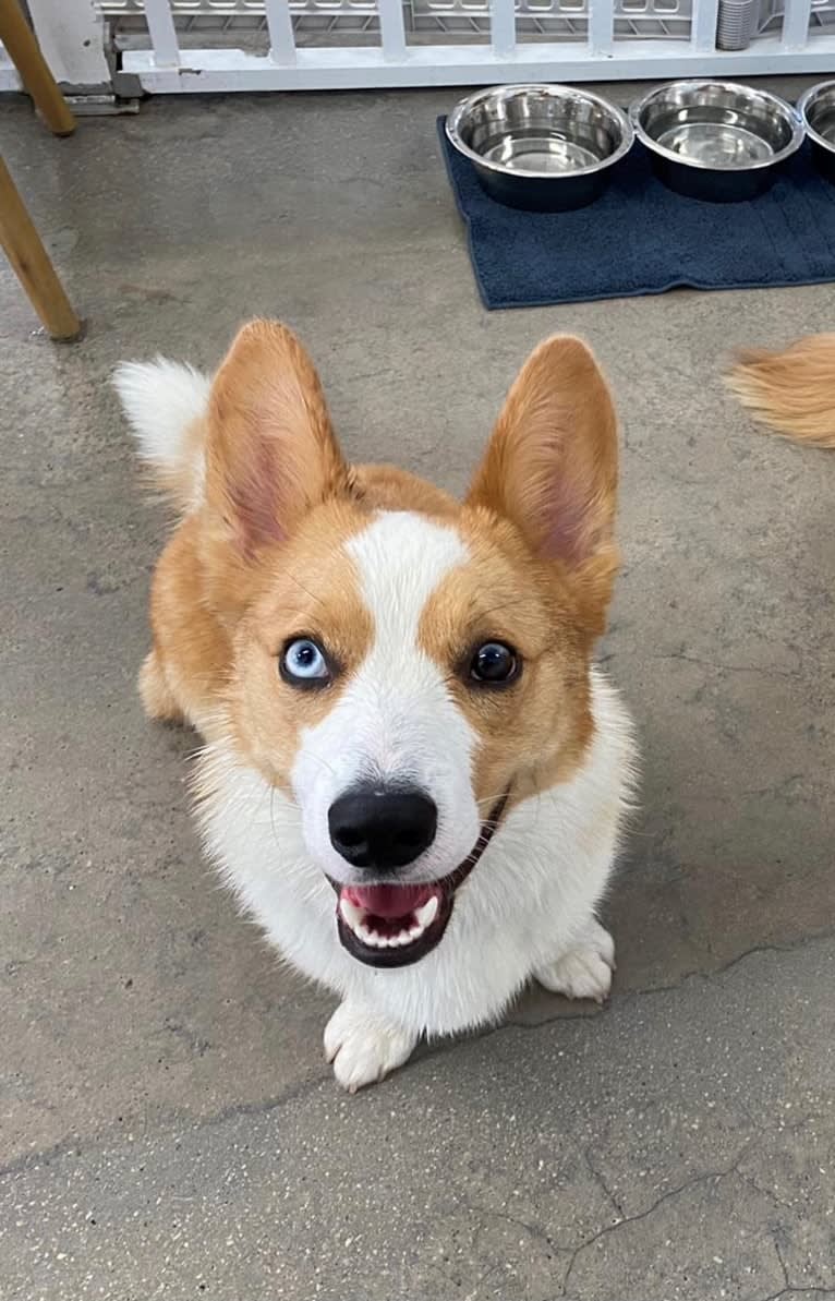 Hudson, a Pembroke Welsh Corgi and Cardigan Welsh Corgi mix tested with EmbarkVet.com