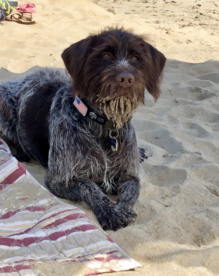 Royal, a Wirehaired Pointing Griffon tested with EmbarkVet.com