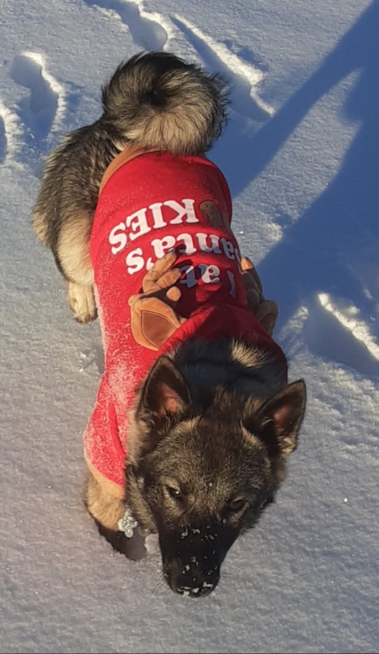 Ellie, a Norwegian Elkhound tested with EmbarkVet.com