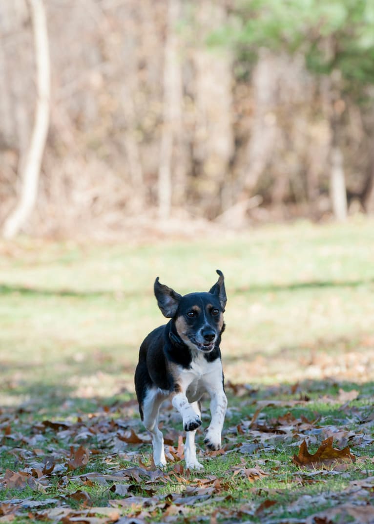 Annie, a Beagle and Australian Shepherd mix tested with EmbarkVet.com