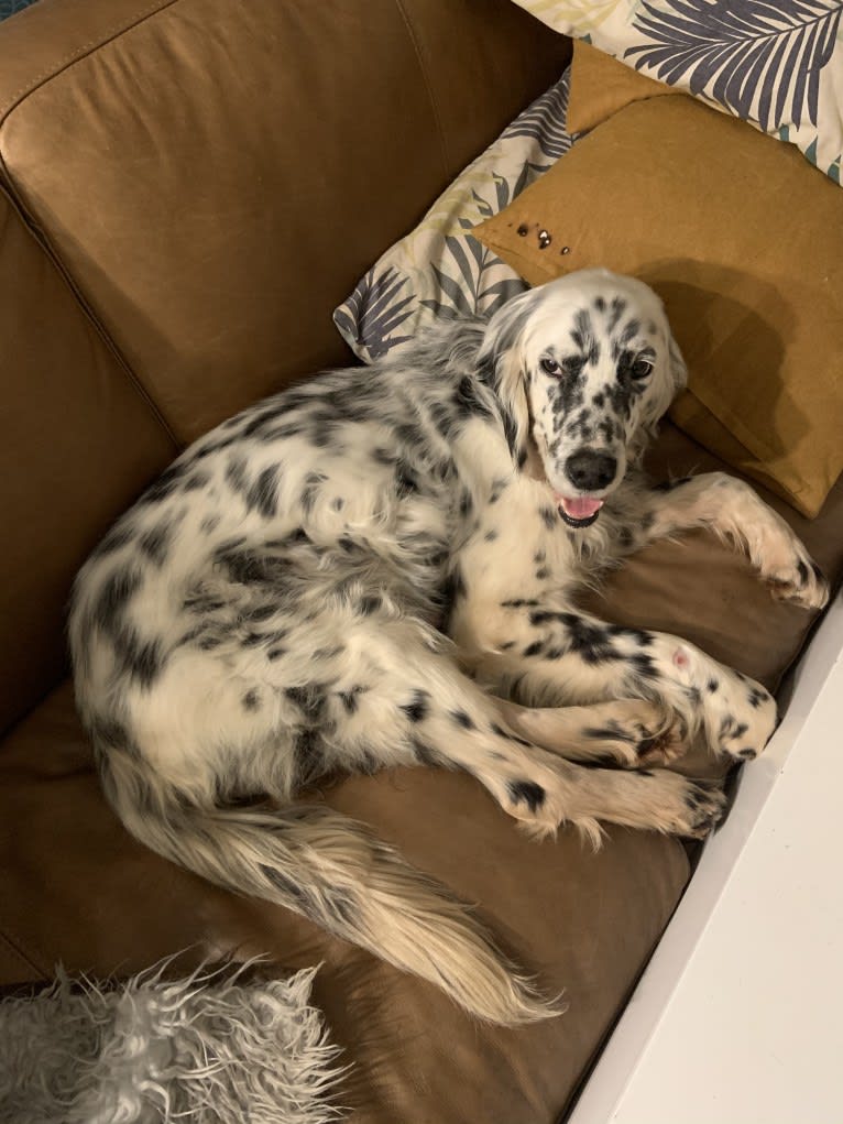 Merlin, a Llewellin Setter and English Setter mix tested with EmbarkVet.com