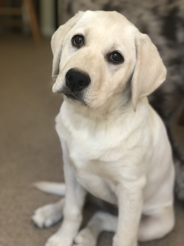 Clover, a Labrador Retriever tested with EmbarkVet.com