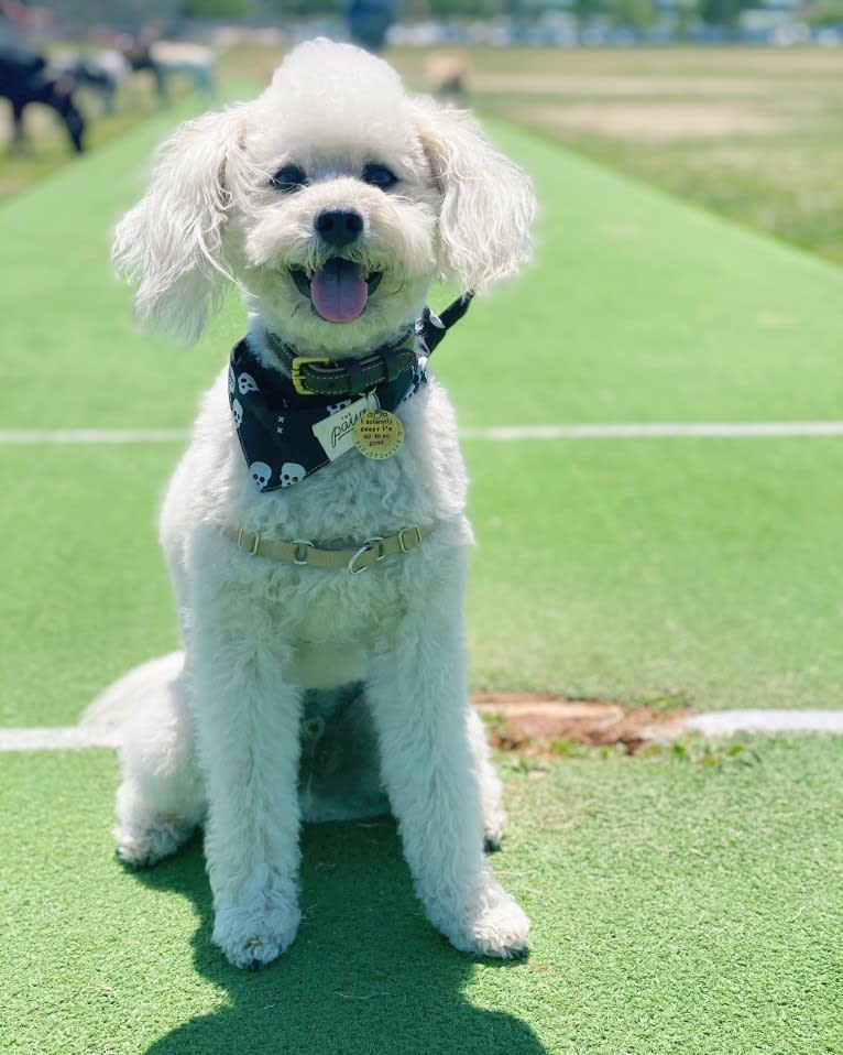 Phil, a Poodle (Small) and Lhasa Apso mix tested with EmbarkVet.com