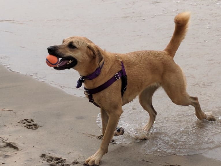 Willow, a Rottweiler and Dachshund mix tested with EmbarkVet.com