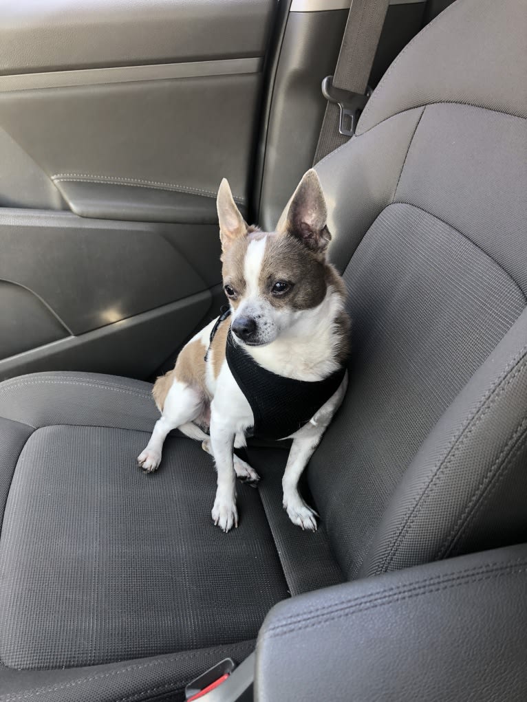 Jacques, a Chihuahua (13.4% unresolved) tested with EmbarkVet.com