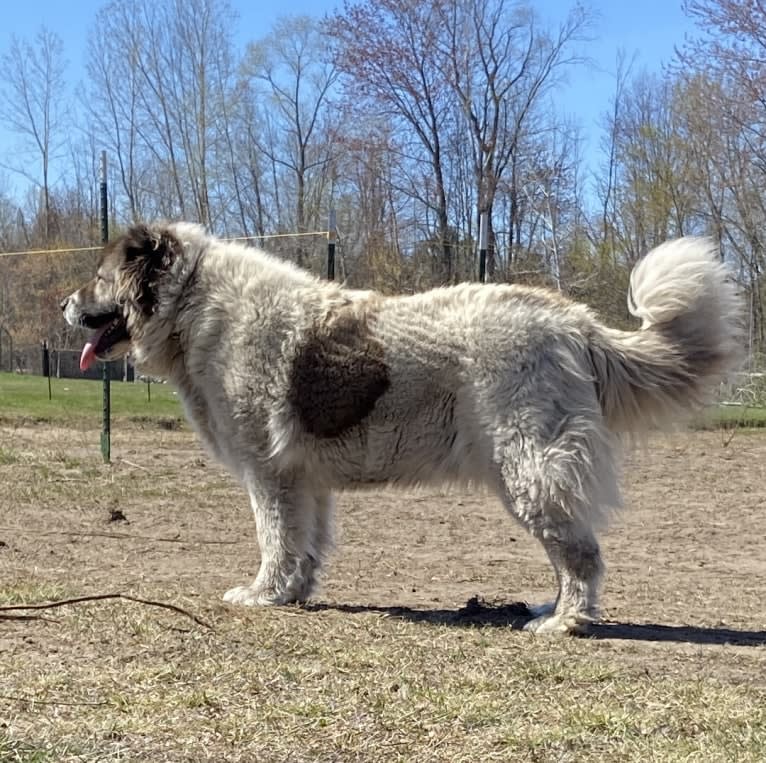 Lakova, a Caucasian Ovcharka tested with EmbarkVet.com