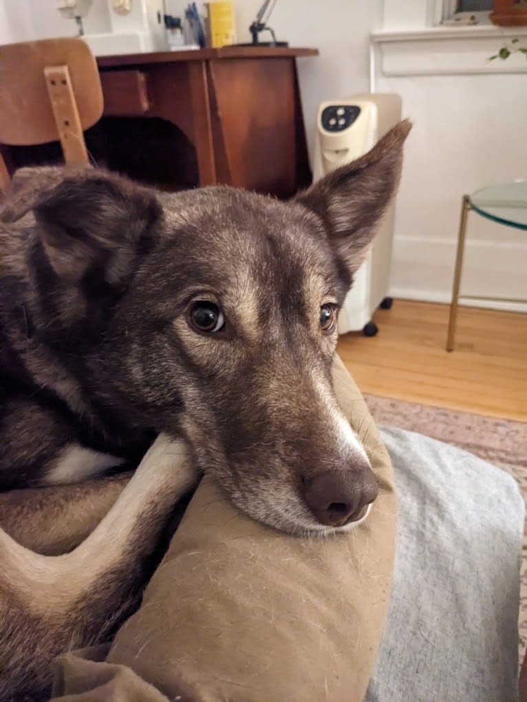 Freya, a Siberian Husky and Alaskan Malamute mix tested with EmbarkVet.com