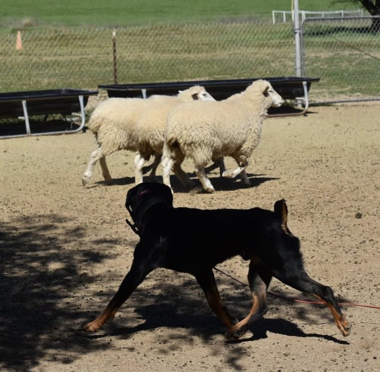 Wüstenhaus Samson, a Rottweiler tested with EmbarkVet.com