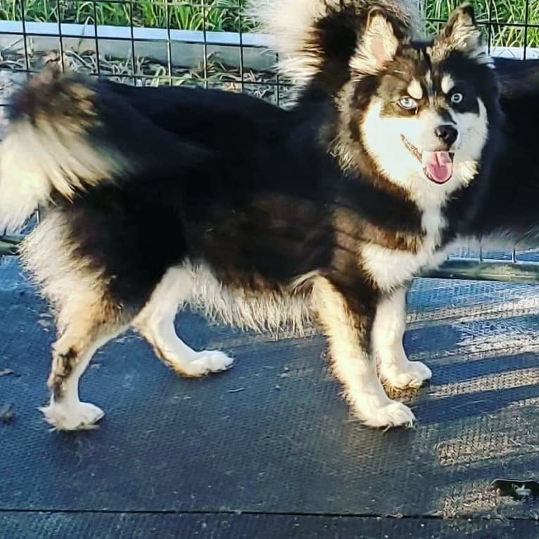 Eve, a Pomsky tested with EmbarkVet.com
