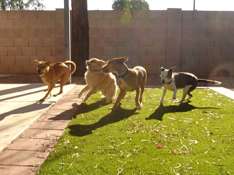 Bean, a Chow Chow and Chihuahua mix tested with EmbarkVet.com