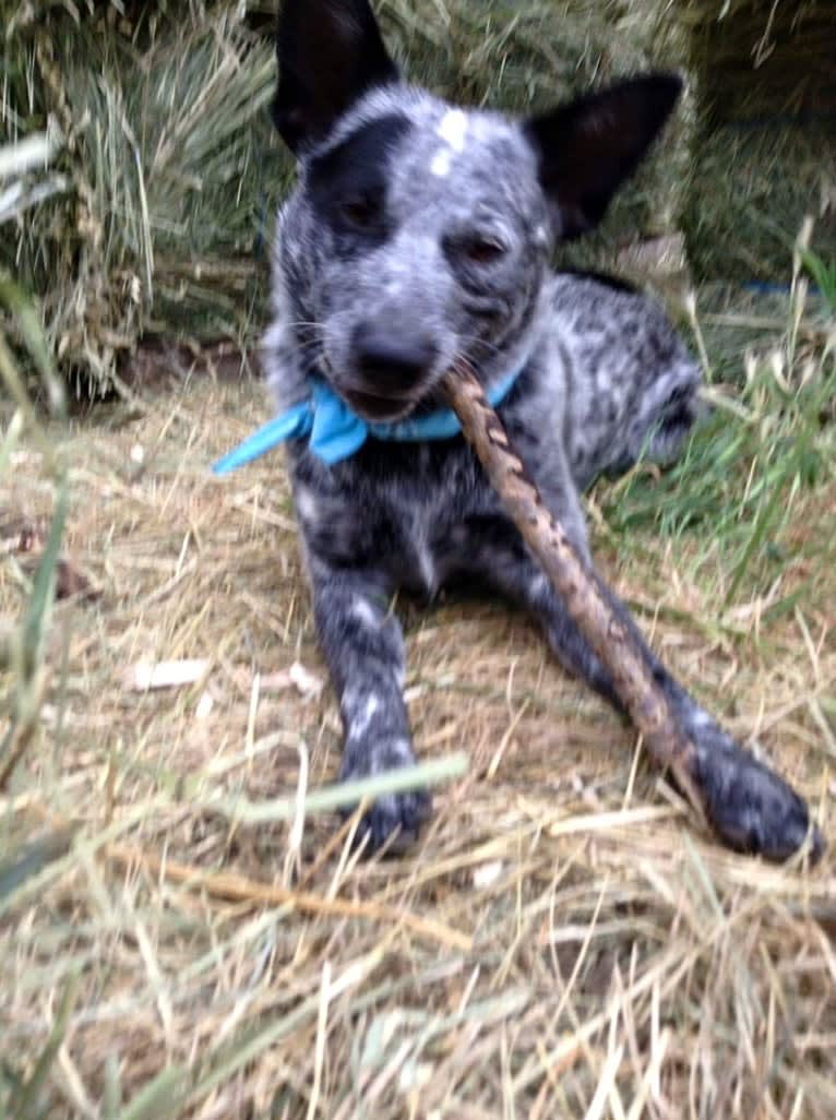 Zip, an Australian Cattle Dog tested with EmbarkVet.com