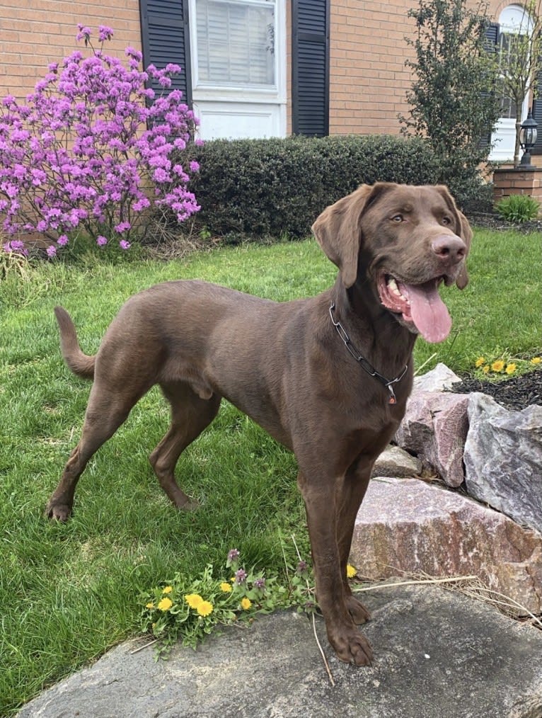 Winston, a Labrador Retriever tested with EmbarkVet.com