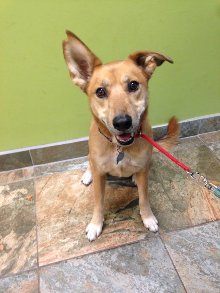 Bradley, a Chow Chow and German Shepherd Dog mix tested with EmbarkVet.com