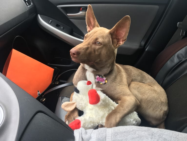 Zoey, an American Pit Bull Terrier and Siberian Husky mix tested with EmbarkVet.com