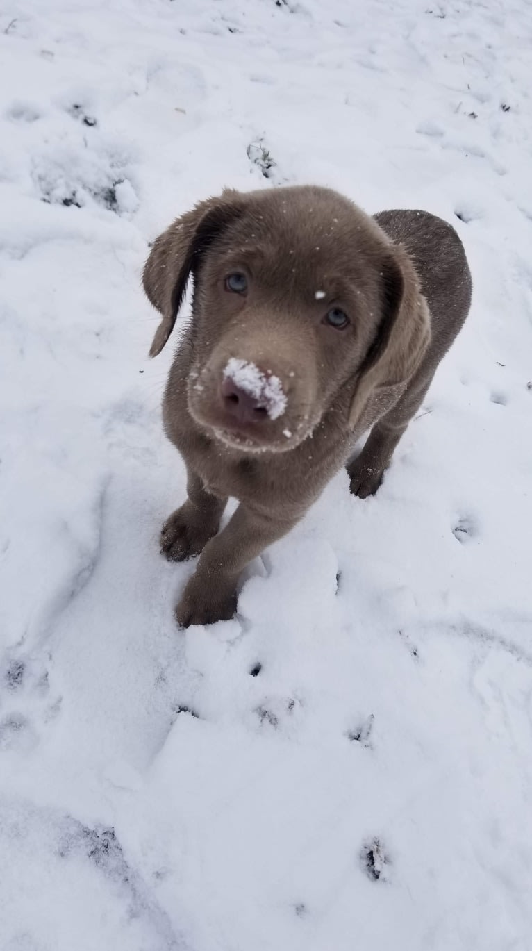 Uncanny Silver Havok, a Labrador Retriever tested with EmbarkVet.com