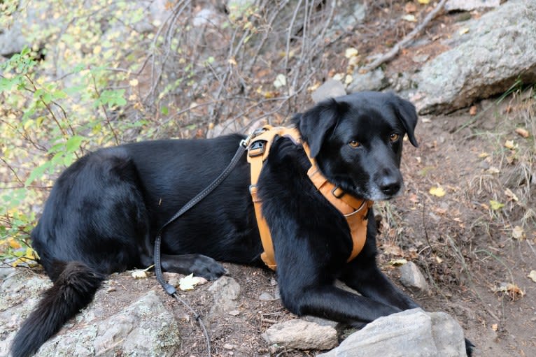 Riley, a Weimaraner and Labrador Retriever mix tested with EmbarkVet.com