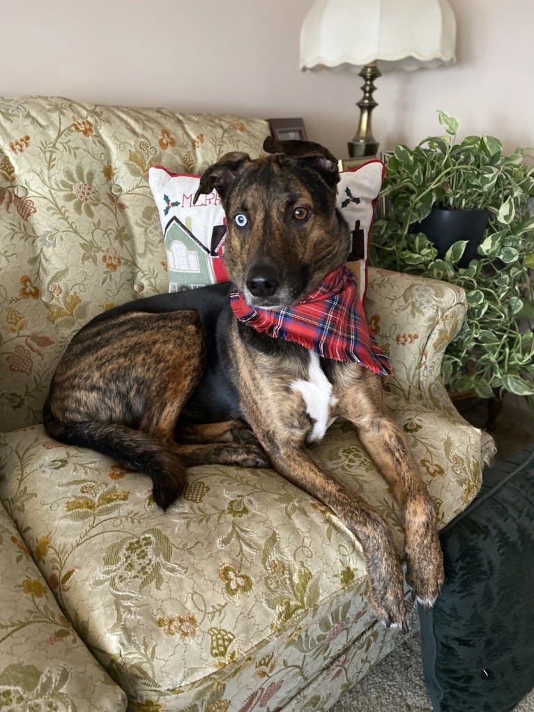Waldo, a German Shepherd Dog and Dalmatian mix tested with EmbarkVet.com