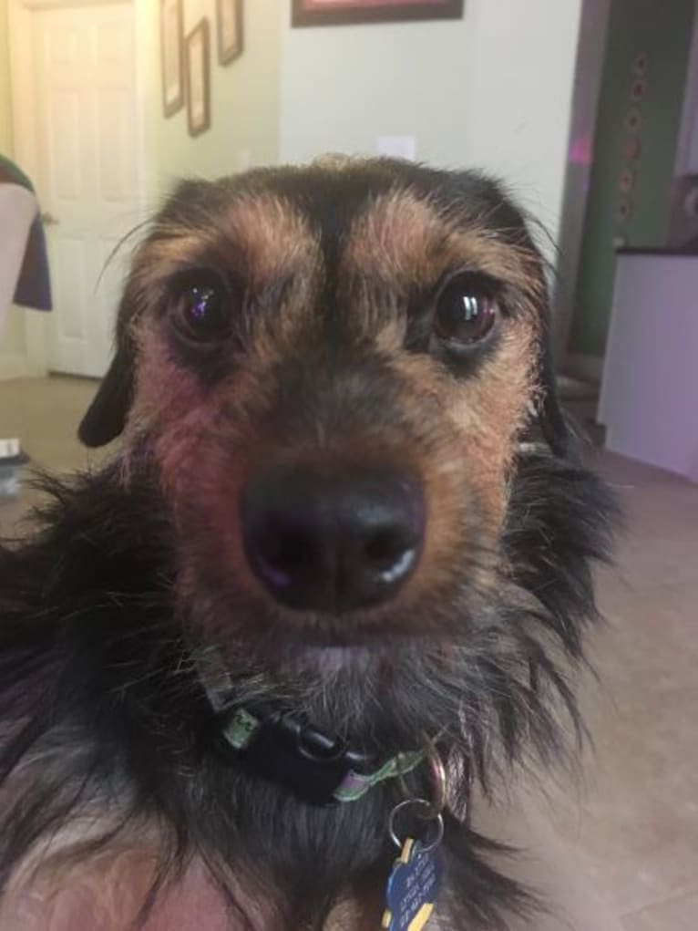 Baxter, a Dachshund and Yorkshire Terrier mix tested with EmbarkVet.com
