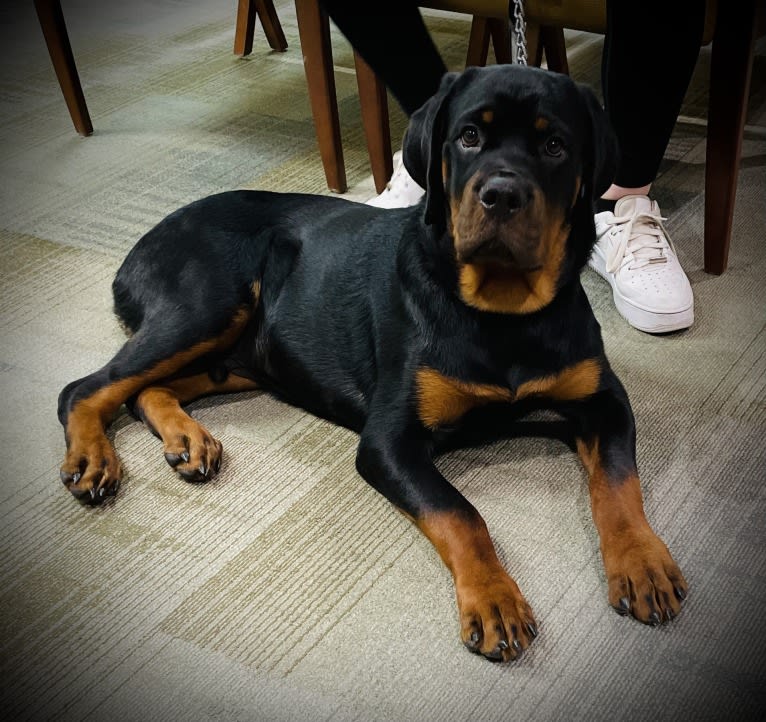 Chompy, a Rottweiler tested with EmbarkVet.com