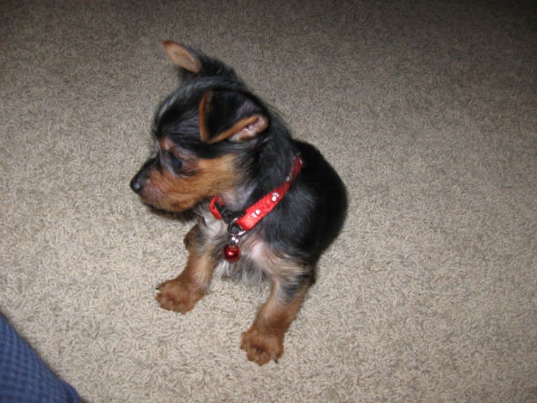 Bently, a Yorkshire Terrier tested with EmbarkVet.com