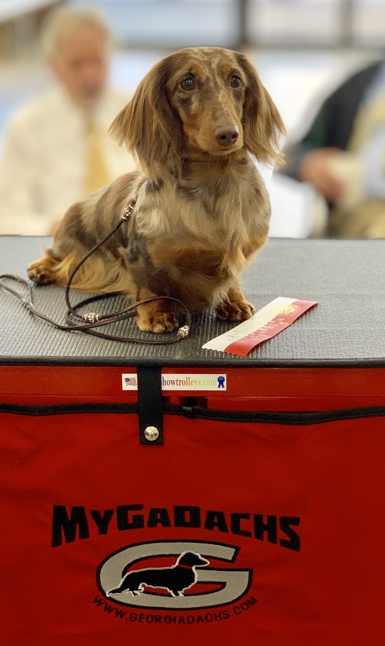 Sophie ROM, a Dachshund tested with EmbarkVet.com