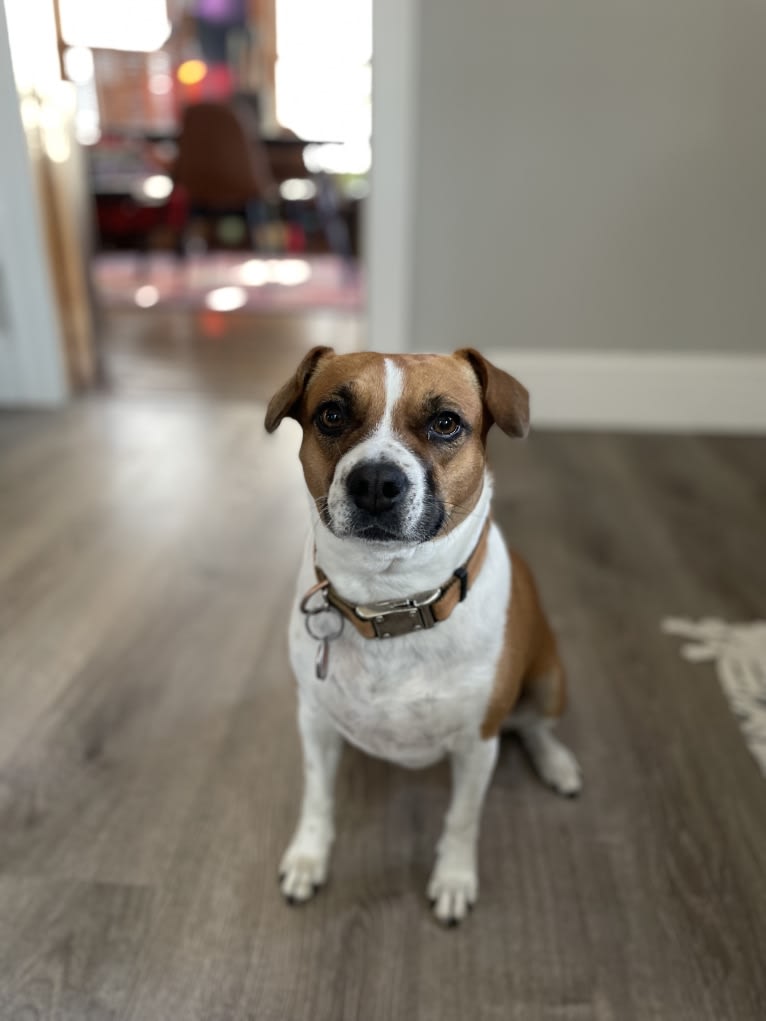 Maggie, a Boston Terrier and Beagle mix tested with EmbarkVet.com