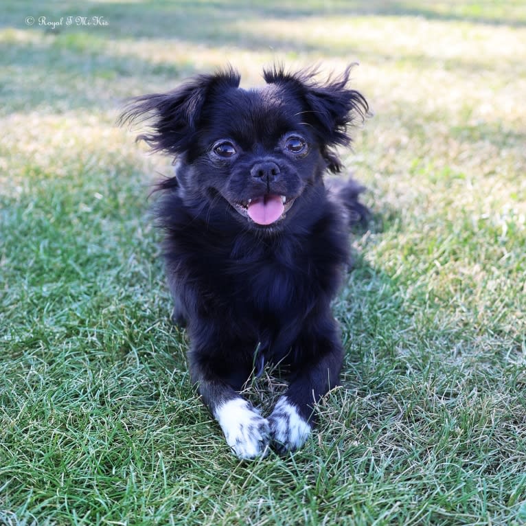 Bernadette, a Mi-Ki tested with EmbarkVet.com