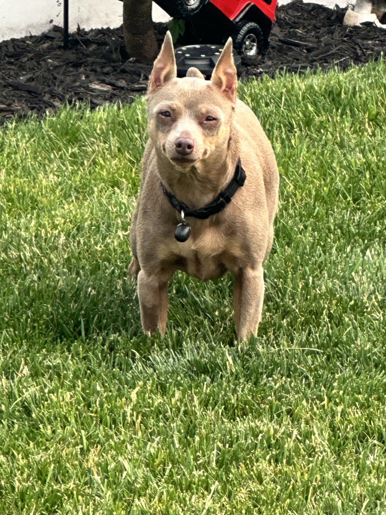 Roo, a Miniature Pinscher tested with EmbarkVet.com