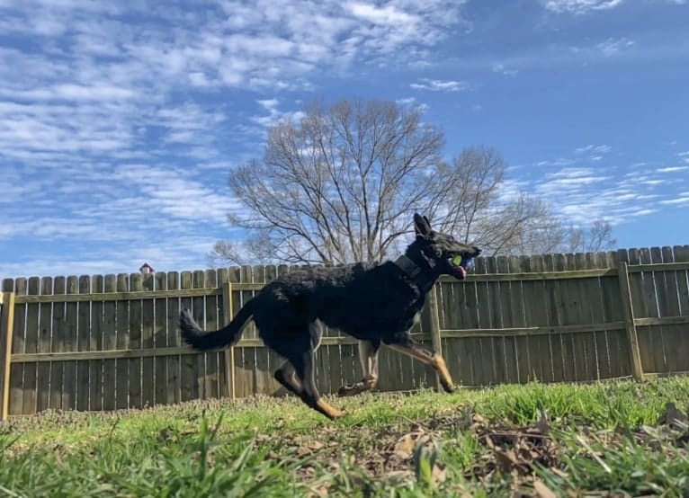 Kojak, a German Shepherd Dog tested with EmbarkVet.com