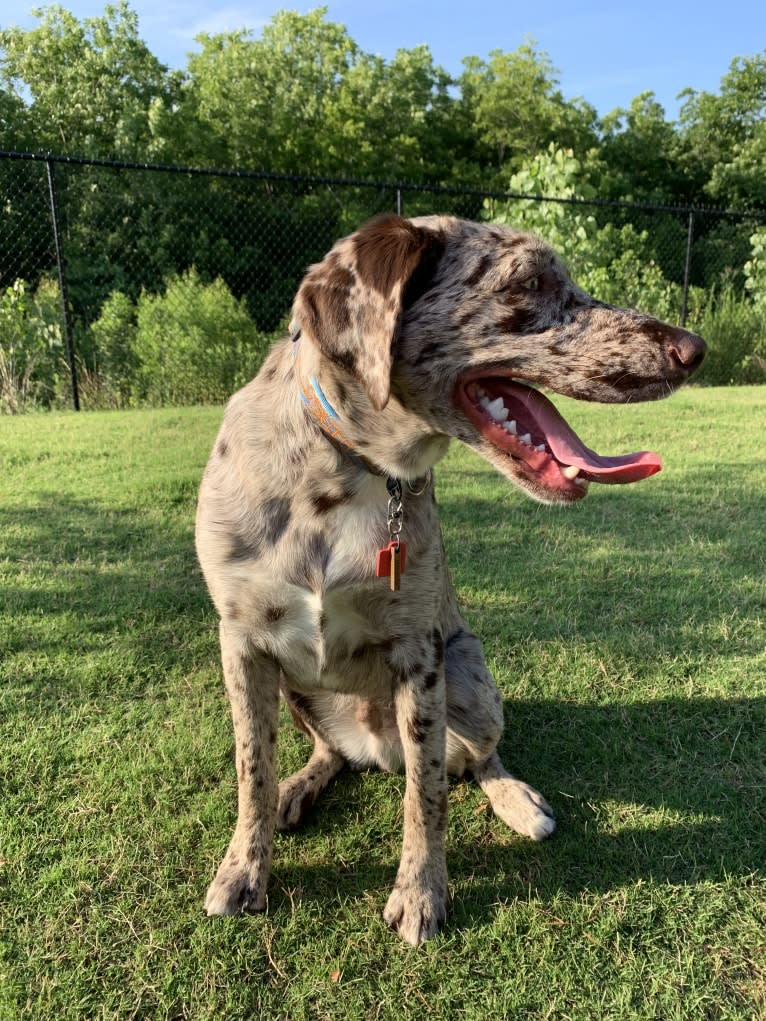Dexter, a Labrador Retriever and Australian Shepherd mix tested with EmbarkVet.com