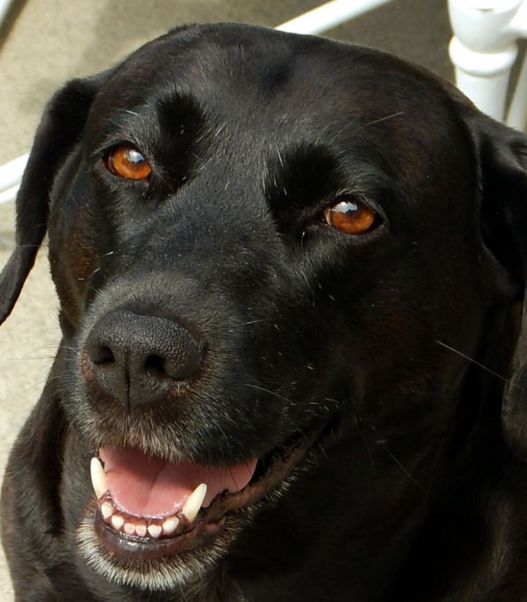 Daisy, a Labrador Retriever and Beagle mix tested with EmbarkVet.com