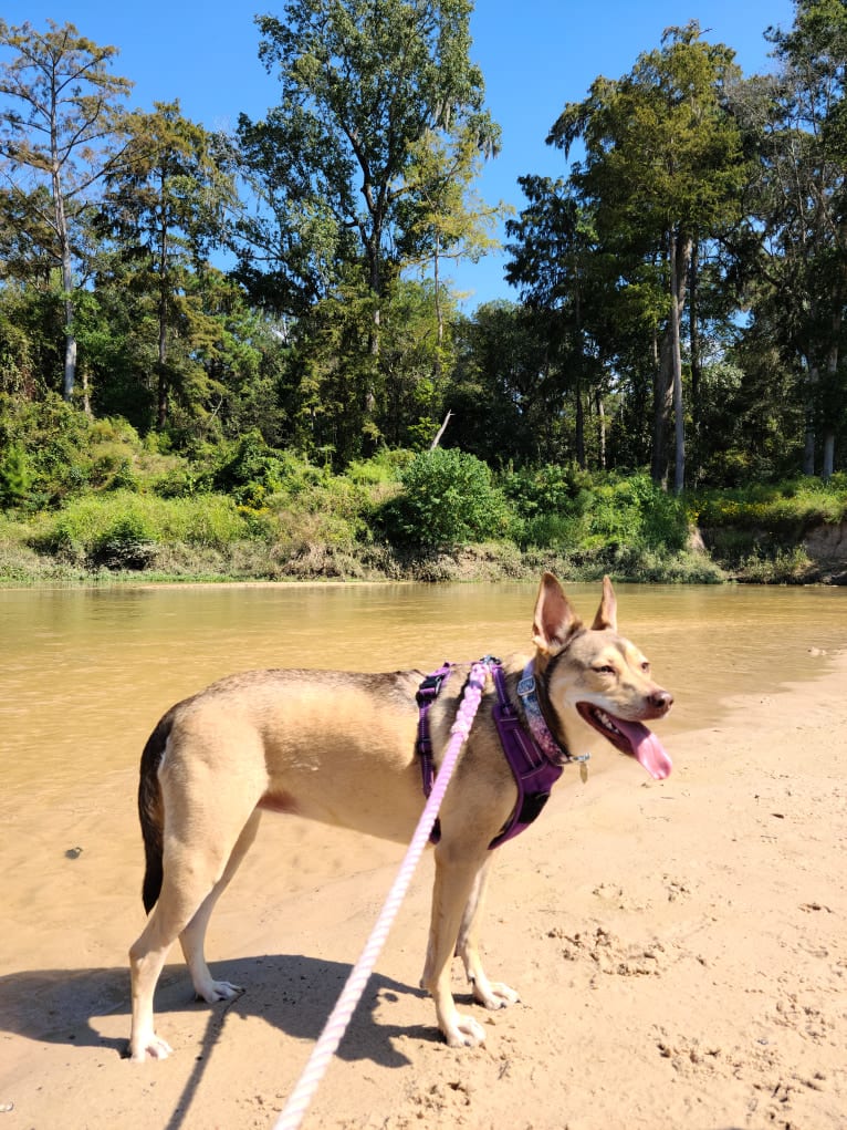 Luna Astrid, a Siberian Husky and American Pit Bull Terrier mix tested with EmbarkVet.com