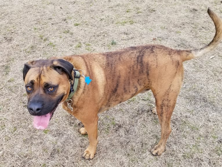 Zeus, a Boxer and American Pit Bull Terrier mix tested with EmbarkVet.com