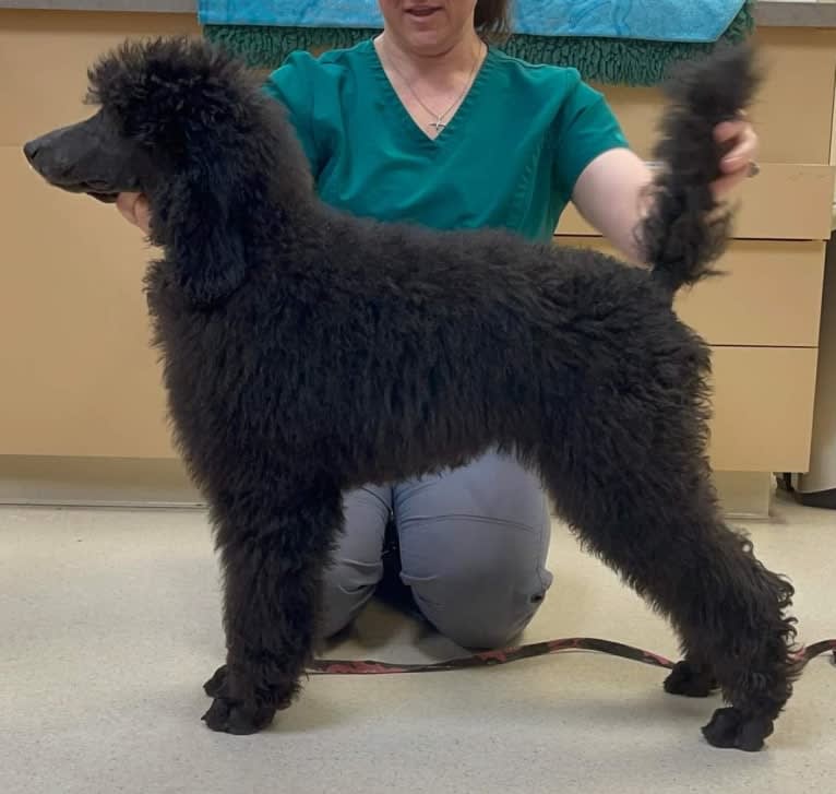 Cooper, a Poodle (Standard) tested with EmbarkVet.com