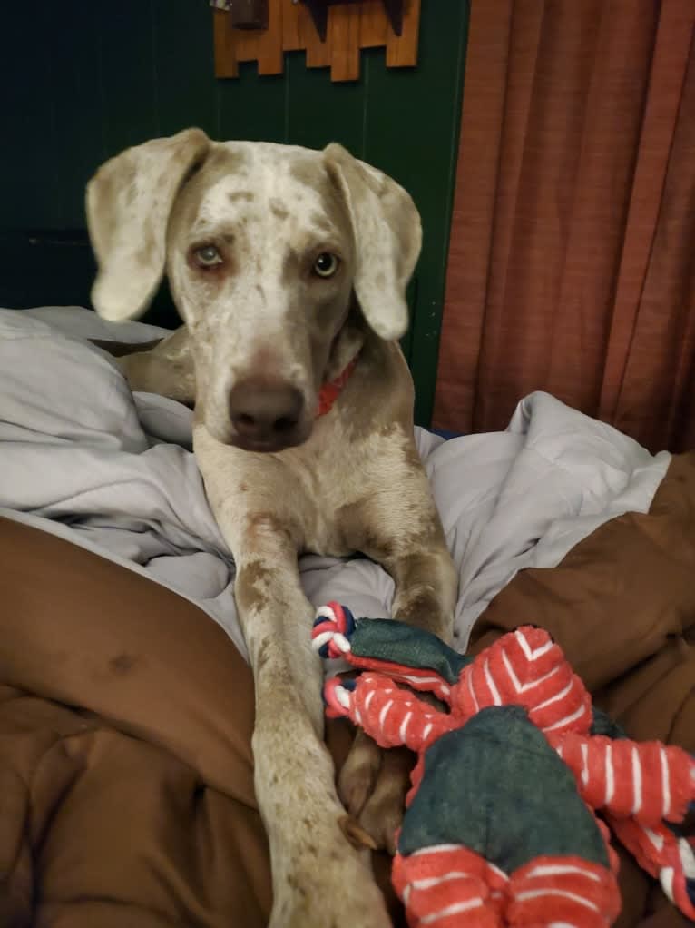 Maggie, a Weimaraner and Catahoula Leopard Dog mix tested with EmbarkVet.com